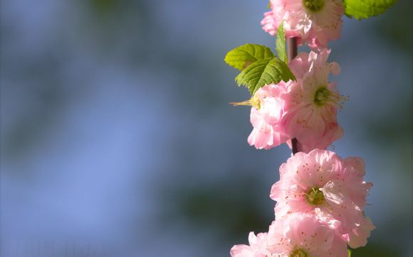 动漫留学日本第一年多少钱才行呢